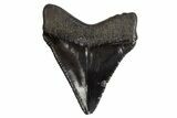 Serrated, Chubutensis Tooth - Megalodon Ancestor #306246-1